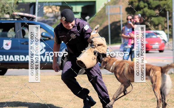 Buy your photos of the event1� ArraiAU Pet Guia 4Patas Online on Fotop