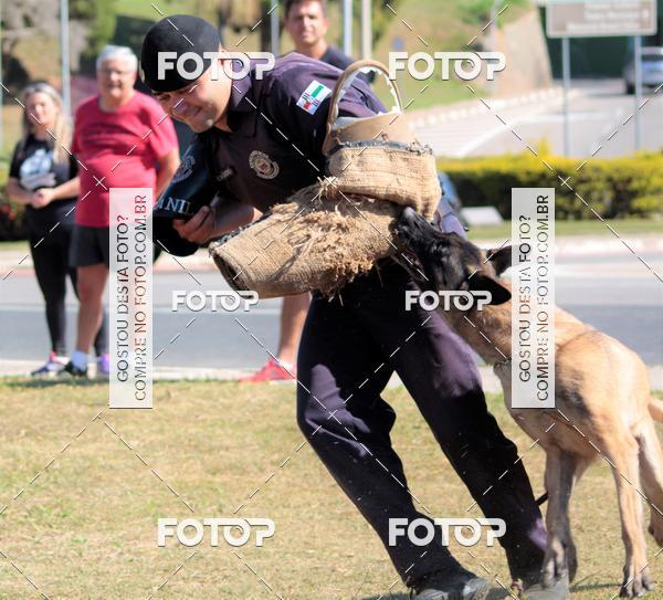 Buy your photos of the event1� ArraiAU Pet Guia 4Patas Online on Fotop