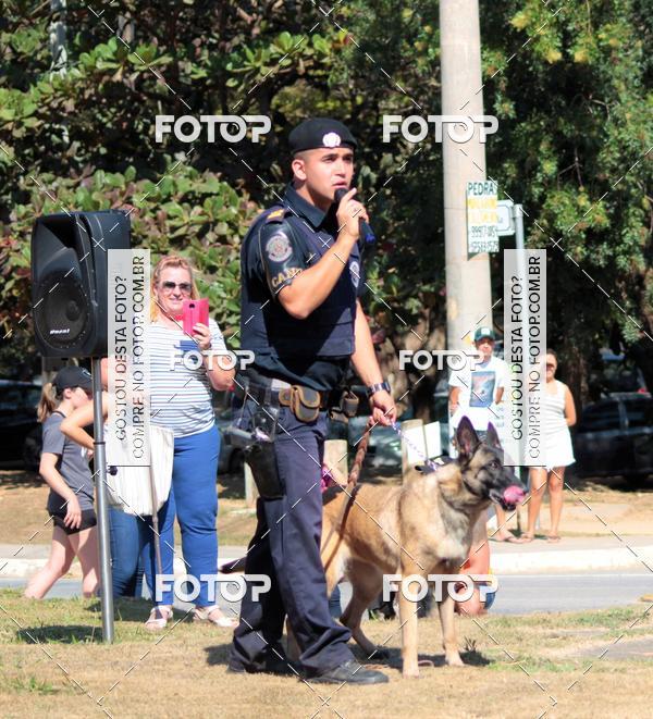 Buy your photos of the event1� ArraiAU Pet Guia 4Patas Online on Fotop