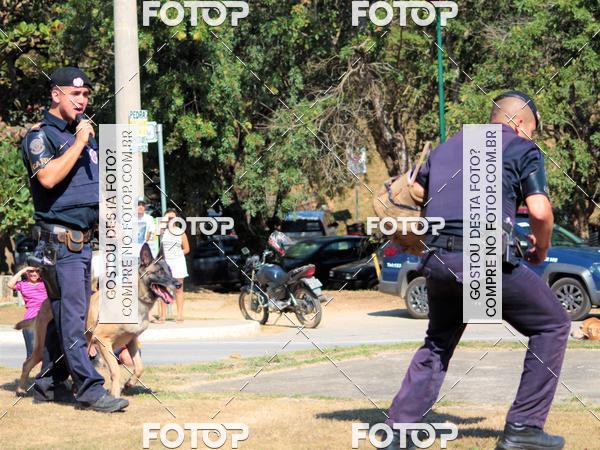 Buy your photos of the event1� ArraiAU Pet Guia 4Patas Online on Fotop