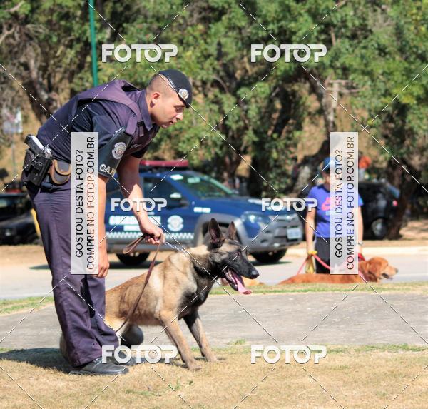 Buy your photos of the event1� ArraiAU Pet Guia 4Patas Online on Fotop