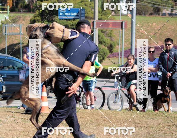 Buy your photos of the event1� ArraiAU Pet Guia 4Patas Online on Fotop