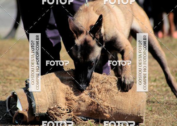 Buy your photos of the event1� ArraiAU Pet Guia 4Patas Online on Fotop
