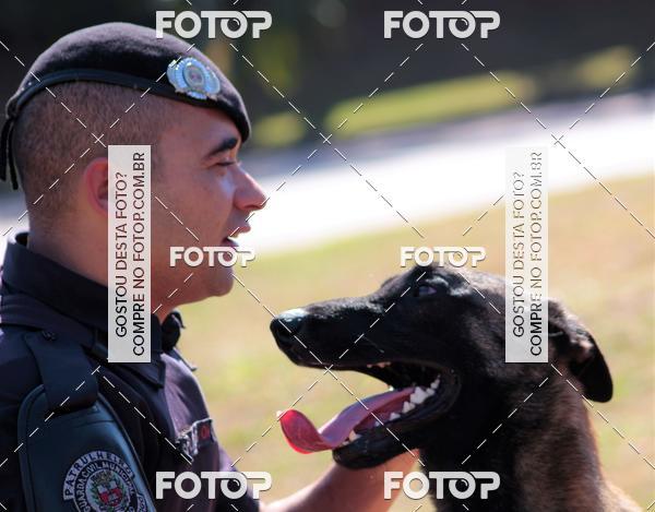 Buy your photos of the event1� ArraiAU Pet Guia 4Patas Online on Fotop