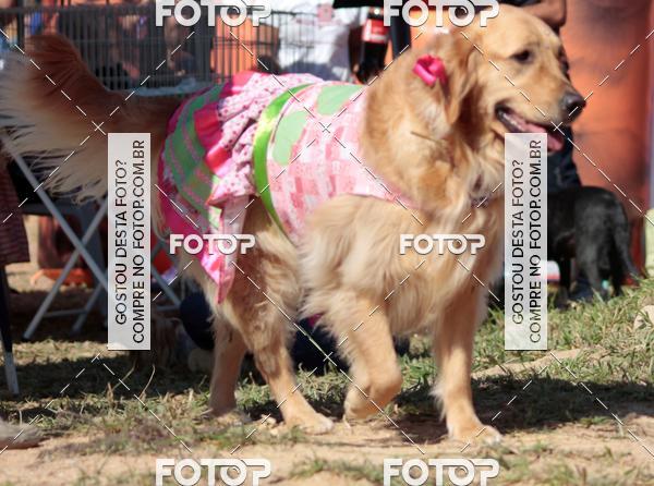 Compra tus fotos del evento1� ArraiAU Pet Guia 4Patas Online En Fotop