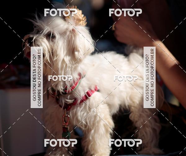 Compra tus fotos del evento1� ArraiAU Pet Guia 4Patas Online En Fotop