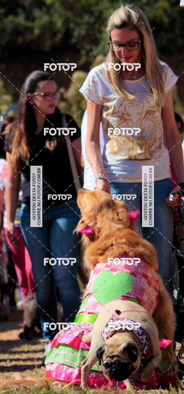 Buy your photos of the event1� ArraiAU Pet Guia 4Patas Online on Fotop