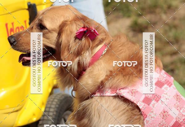 Compra tus fotos del evento1� ArraiAU Pet Guia 4Patas Online En Fotop