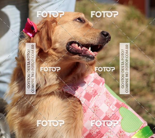 Compra tus fotos del evento1� ArraiAU Pet Guia 4Patas Online En Fotop