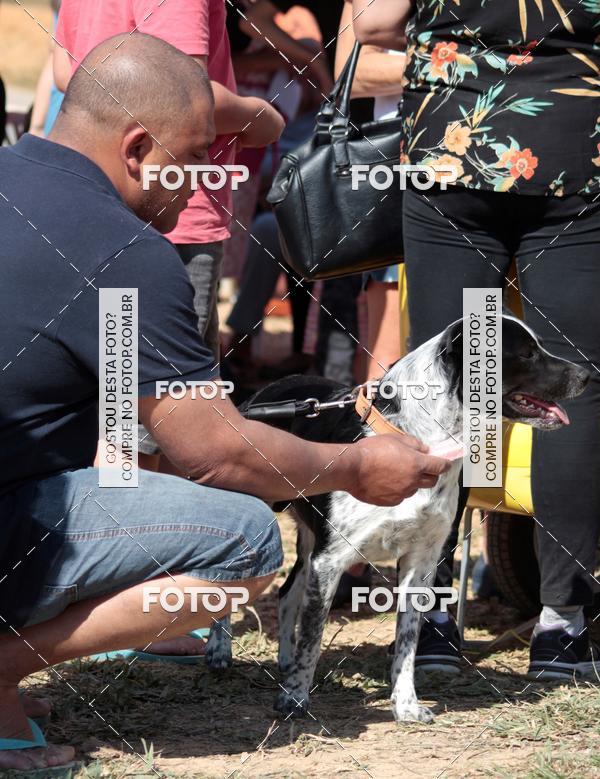 Buy your photos of the event1� ArraiAU Pet Guia 4Patas Online on Fotop