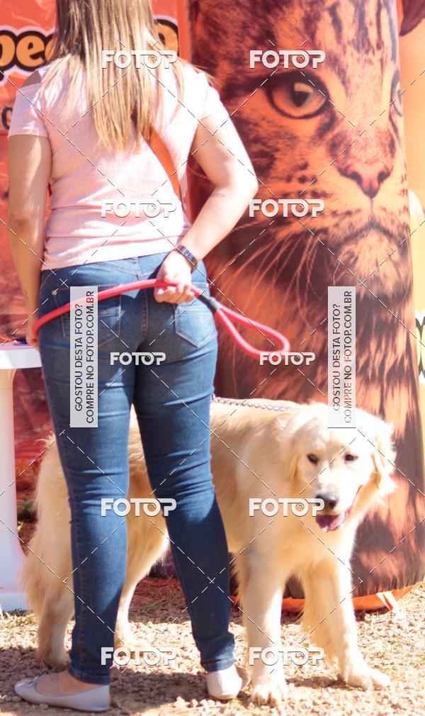 Buy your photos of the event1� ArraiAU Pet Guia 4Patas Online on Fotop