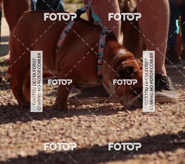 Compra tus fotos del evento1� ArraiAU Pet Guia 4Patas Online En Fotop
