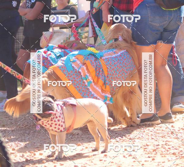 Buy your photos of the event1� ArraiAU Pet Guia 4Patas Online on Fotop