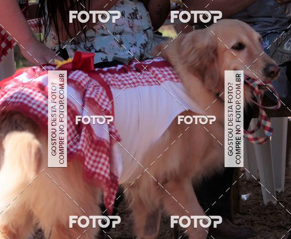 Compra tus fotos del evento1� ArraiAU Pet Guia 4Patas Online En Fotop