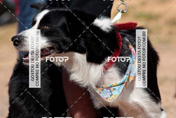 Compra tus fotos del evento1� ArraiAU Pet Guia 4Patas Online En Fotop