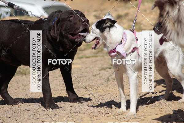 Compra tus fotos del evento1� ArraiAU Pet Guia 4Patas Online En Fotop