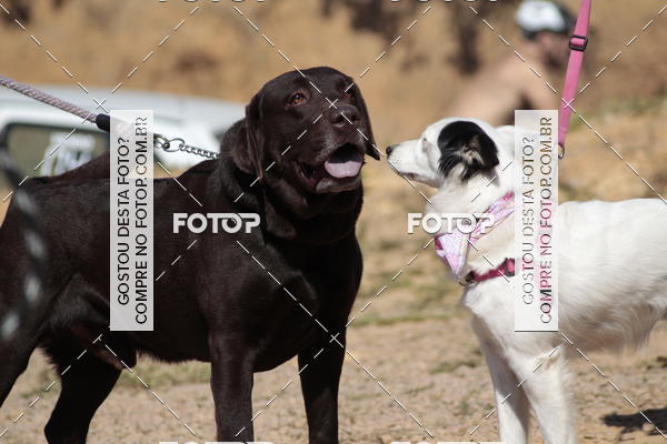 Compra tus fotos del evento1� ArraiAU Pet Guia 4Patas Online En Fotop