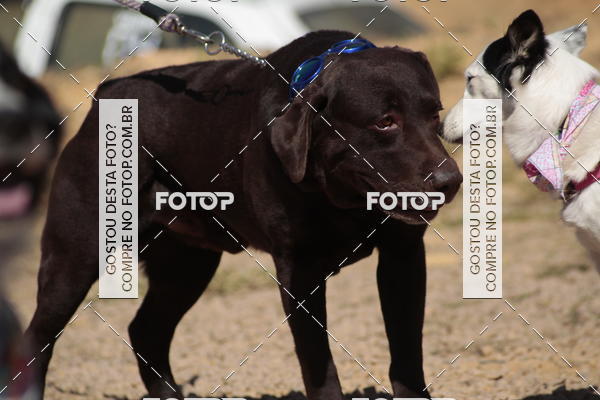 Compra tus fotos del evento1� ArraiAU Pet Guia 4Patas Online En Fotop