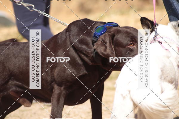 Compra tus fotos del evento1� ArraiAU Pet Guia 4Patas Online En Fotop