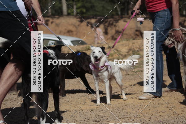 Compra tus fotos del evento1� ArraiAU Pet Guia 4Patas Online En Fotop