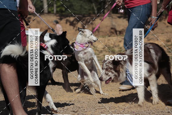 Compra tus fotos del evento1� ArraiAU Pet Guia 4Patas Online En Fotop