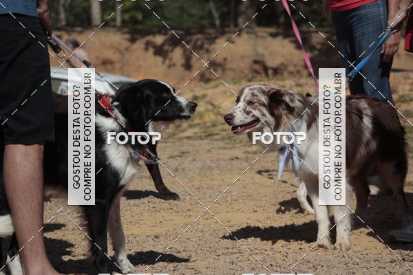 Compra tus fotos del evento1� ArraiAU Pet Guia 4Patas Online En Fotop