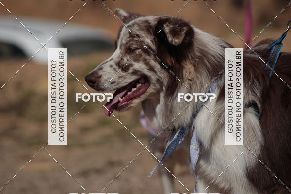 Compra tus fotos del evento1� ArraiAU Pet Guia 4Patas Online En Fotop