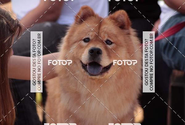 Compra tus fotos del evento1� ArraiAU Pet Guia 4Patas Online En Fotop