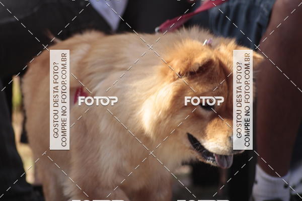 Compra tus fotos del evento1� ArraiAU Pet Guia 4Patas Online En Fotop