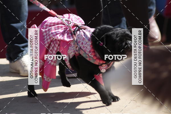 Compra tus fotos del evento1� ArraiAU Pet Guia 4Patas Online En Fotop