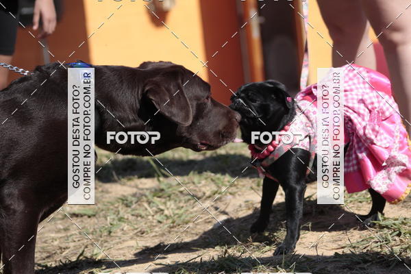 Compra tus fotos del evento1� ArraiAU Pet Guia 4Patas Online En Fotop
