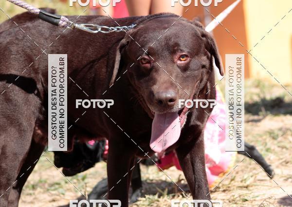 Compra tus fotos del evento1� ArraiAU Pet Guia 4Patas Online En Fotop