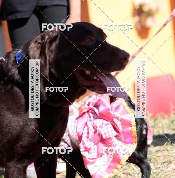 Compra tus fotos del evento1� ArraiAU Pet Guia 4Patas Online En Fotop