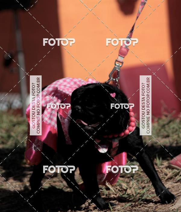 Compra tus fotos del evento1� ArraiAU Pet Guia 4Patas Online En Fotop