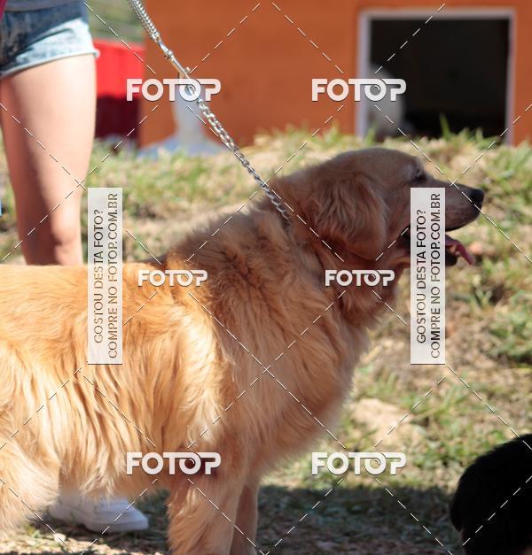 Compra tus fotos del evento1� ArraiAU Pet Guia 4Patas Online En Fotop
