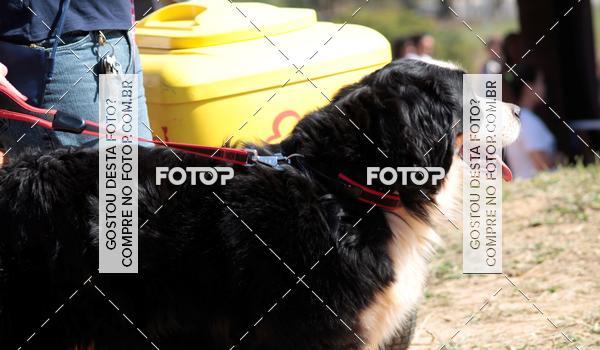 Compra tus fotos del evento1� ArraiAU Pet Guia 4Patas Online En Fotop