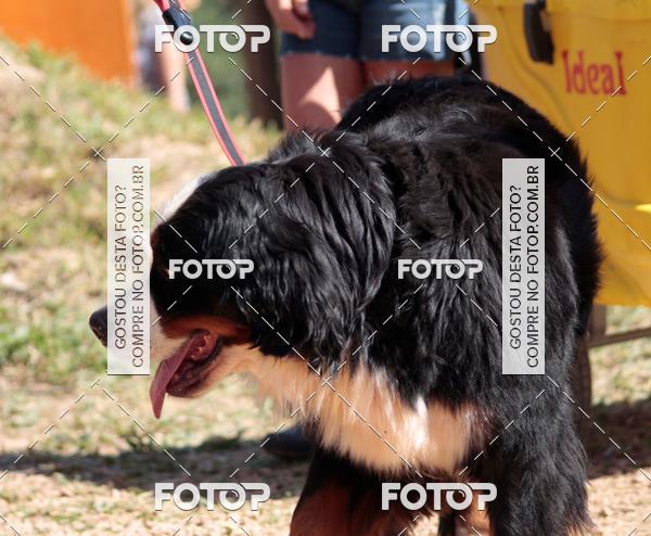Compra tus fotos del evento1� ArraiAU Pet Guia 4Patas Online En Fotop