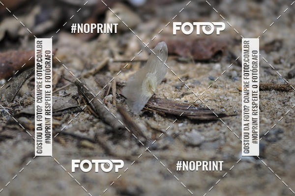 Buy your photos of the event11� Corrida Ecol�gica do Sana on Fotop