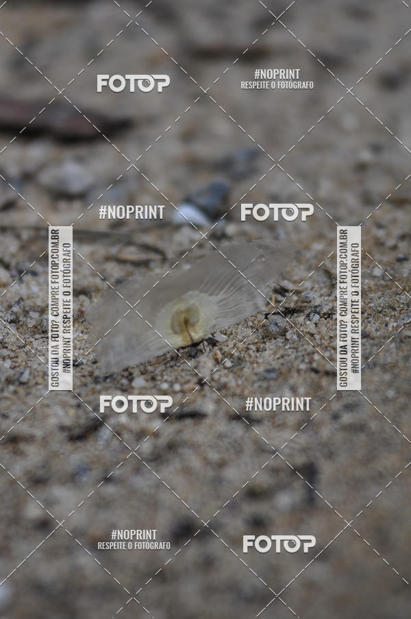 Buy your photos of the event11� Corrida Ecol�gica do Sana on Fotop