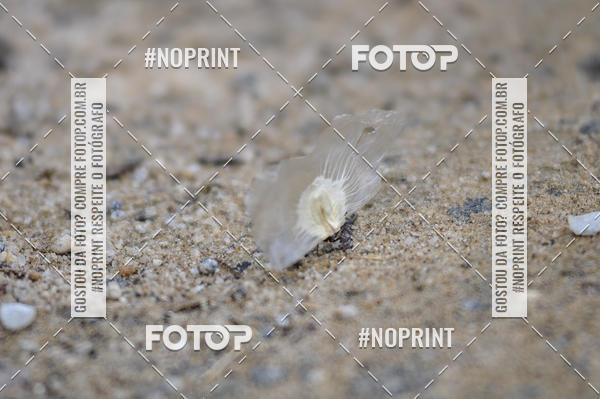 Buy your photos of the event11� Corrida Ecol�gica do Sana on Fotop