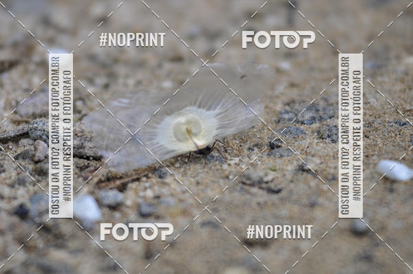 Buy your photos of the event11� Corrida Ecol�gica do Sana on Fotop