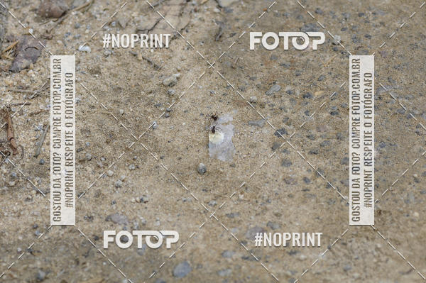 Buy your photos of the event11� Corrida Ecol�gica do Sana on Fotop