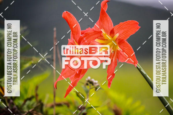 Buy your photos of the eventAudax Floripa  1000km on Fotop