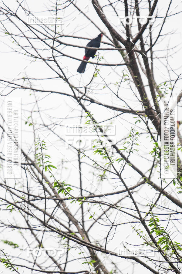 Buy your photos of the eventAudax Floripa  1000km on Fotop