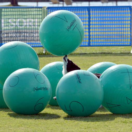 Event cover TREIBBALL