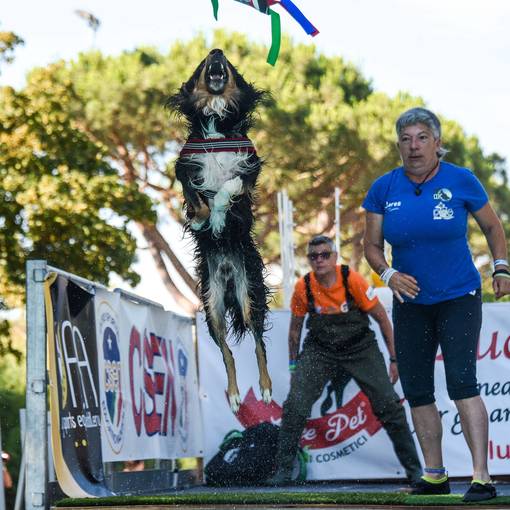 Capa do evento SWIM & SPLASH DOG
