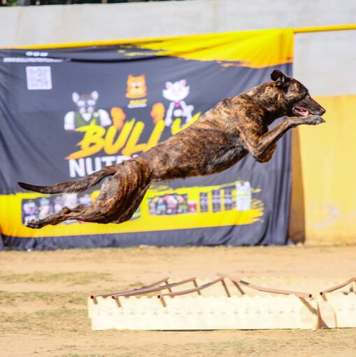 Event cover 2 Etapa - Dog Athletics - Salto Altura, Salto Distncia e Power Sprint