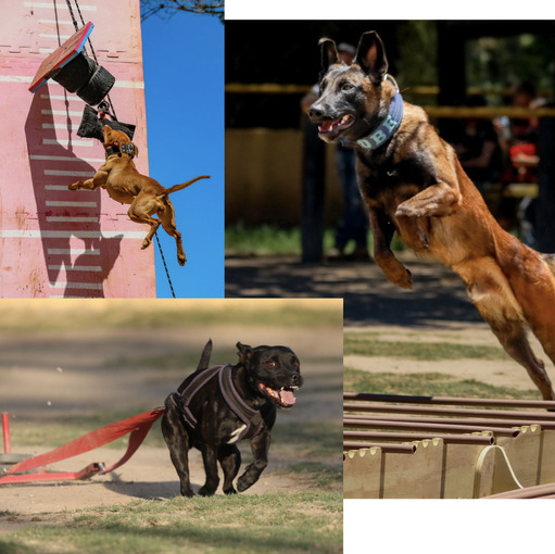 Event cover 3 Etapa Dog Athletics 29 e 30/11 - Todas Modalidades