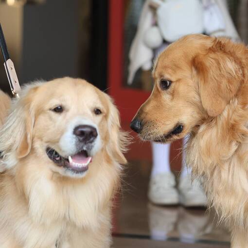 Capa do evento Encontro de Goldens no Galleria Shopping Campinas