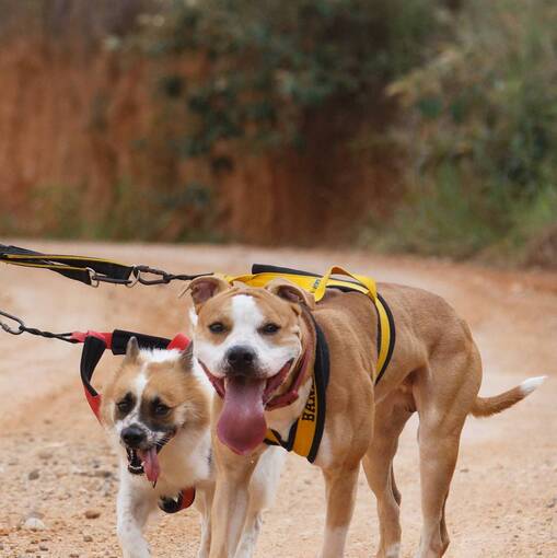 Capa do evento Treino Canicross Itupeva